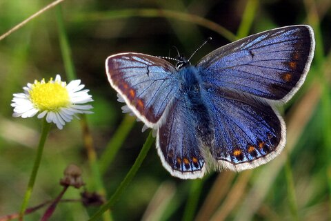 Hauhechelbläuling | &copy; Leo Weltner / Kreis Nürnberger Entomologen