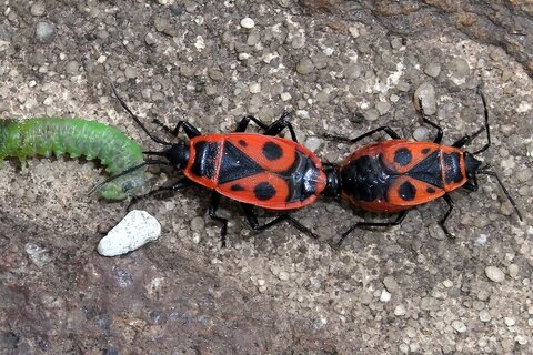 Gemeine Feuerwanze | &copy; Leo Weltner / Kreis Nürnberger Entomologen
