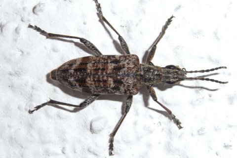 Kleiner Zangenbock | &copy; Leo Weltner / Kreis Nürnberger Entomologen