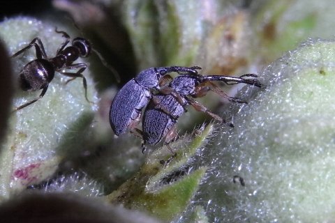 Malven-Langrüssler | &copy; Leo Weltner / Kreis Nürnberger Entomologen