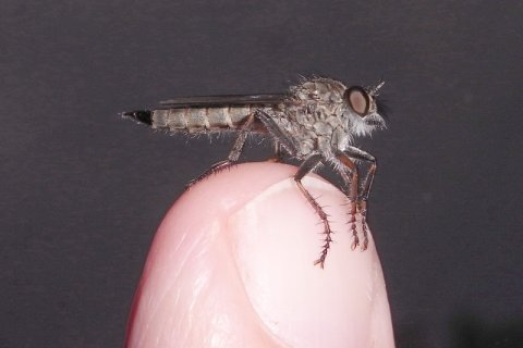 Familie der Raubfliegen | &copy; Leo Weltner / Kreis Nürnberger Entomologen