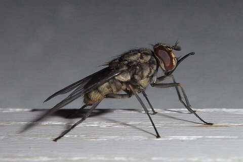 Wadenstecher | © Leo Weltner / Kreis Nürnberger Entomologen