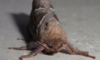 Ampfer-Wurzelbohrer | © Leo Weltner / Kreis Nürnberger Entomologen