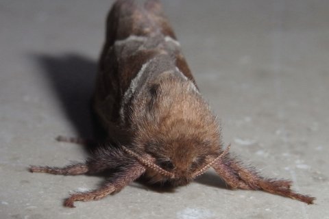 Ampfer-Wurzelbohrer | &copy; Leo Weltner / Kreis Nürnberger Entomologen