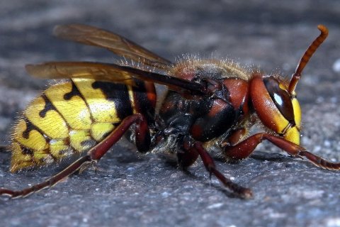 Hornisse | &copy; Leo Weltner / Kreis Nürnberger Entomologen
