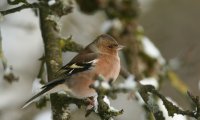 Buchfink (Männchen) | © Josef Limberger / piclease