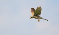 Rüttelflug Turmfalke | © Jörg Hemmer/piclease