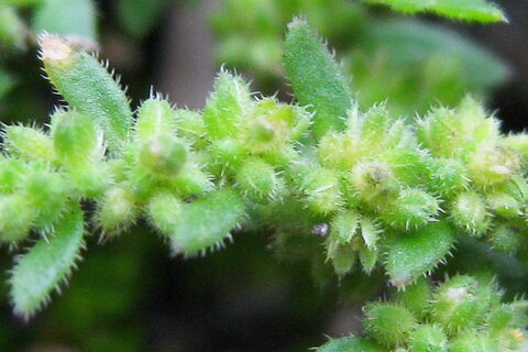 Behaartes Bruchkraut | &copy;  Herbert Targan