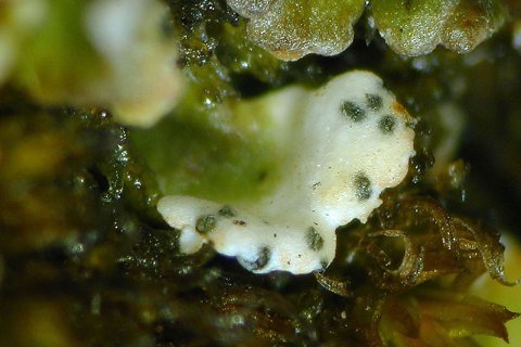  Cladoniicola staurospora | &copy;  Wolfgang von Brackel 