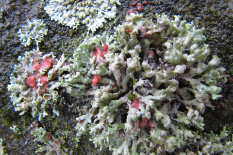 Illosporiopsis christiansenii | © Wolfgang von Brackel