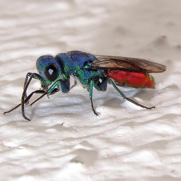 Gemeine Goldwespe  | © Leo Weltner / Kreis Nürnberger Entomologen