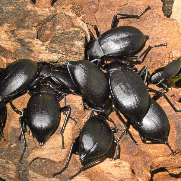 Gewölbter Totenkäfer | © Leo Weltner / Kreis Nürnberger Entomologen
