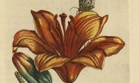 Studie von Maria Sibylla Merian mit Lilie und rotes Lilienhähnchen | © Studie von Maria Sibylla Merian:  Niedersächsische Staats- und Universitätsbibliothek Göttingen, GR 2 ZOOL VI, 2853 RARA, Abb. LXXI