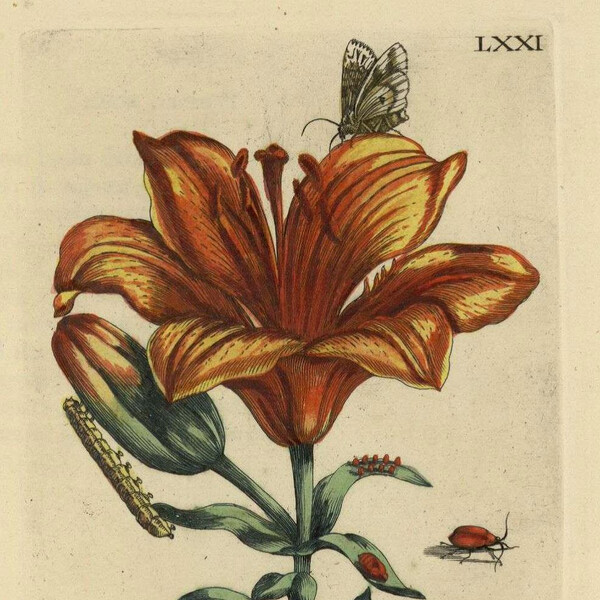 Studie Lilie mit Lilienhähnchen | © Studie von Maria Sibylla Merian:  Niedersächsische Staats- und Universitätsbibliothek Göttingen, GR 2 ZOOL VI, 2853 RARA, Abb. LXXI