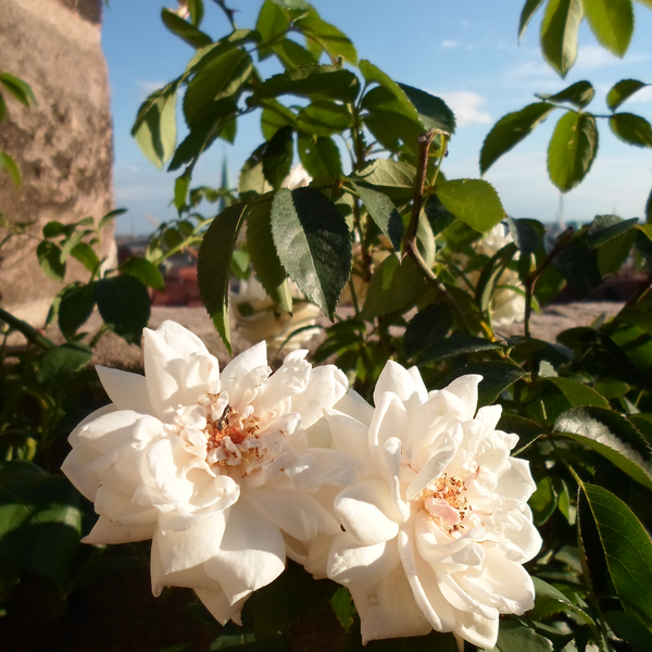 Hundertblättrige Rose | © Sven-Patric Klameth