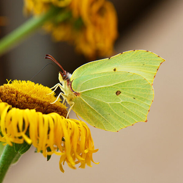 Zitronenfalter | © Christoph Gruenfelder