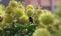 Nahaufnahme von blühendem Efeu mit den gelb-grünen  Blütendolden die viele Insekten mit Nektar und Pollen versorgen | © Dr. Stefan Böger