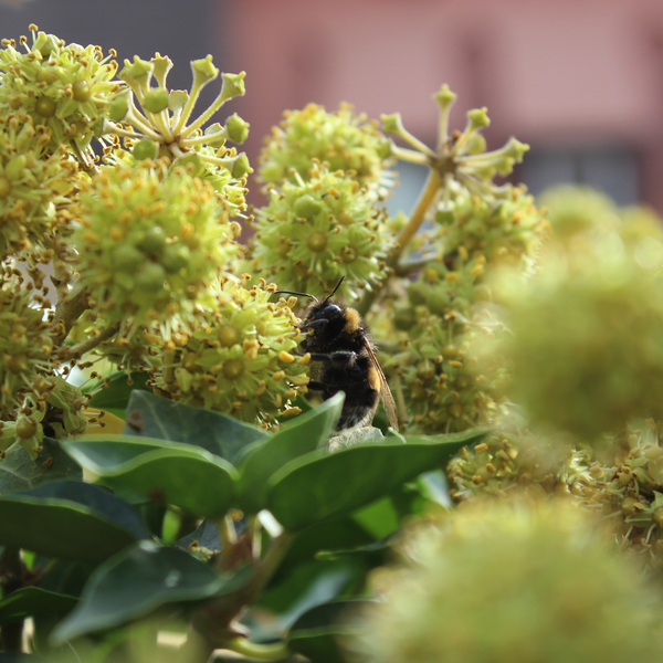 Efeu-Blüten mit Erdhummel | © Dr. Stefan Böger