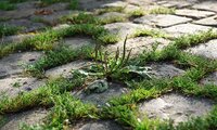 Breitwegerich  und Vogelknöterich wachsen in den Fugen der großen abgetretenen Pflastersteine der Freiung | © Unbekannt
